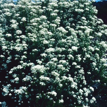 Ozothamnus diosmifolius 