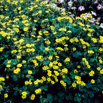 Oxalis valdiviensis 'Lucky Gold' 