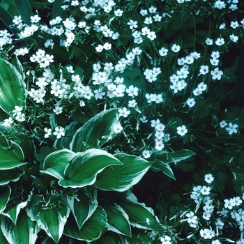 Oxalis violacea 'Alba' 