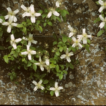 Clematis montana