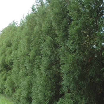 Cryptomeria japonica 'Yoshino' 