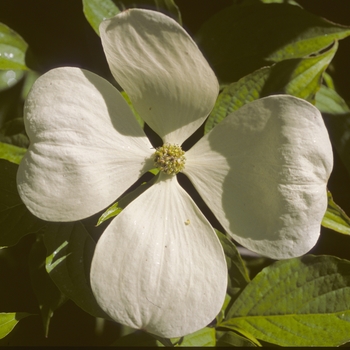 Cornus x rutgersensis 'Celestial' 