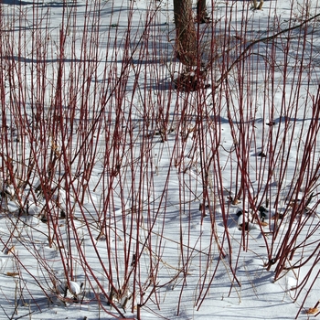 Cornus sericea