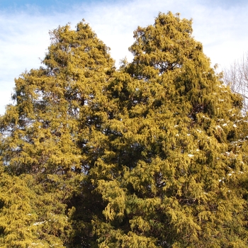 Chamaecyparis pisifera 'Filifera Aurea' 