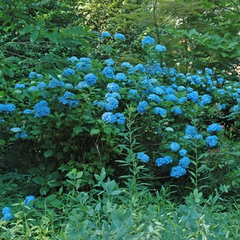 Hydrangea macrophylla 'Dooley' 