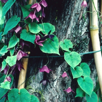 Rhodochiton atrosanguineum '' (004345)