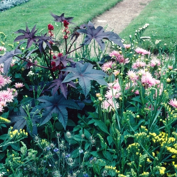 Ricinus communis 'Scarlet Queen' 