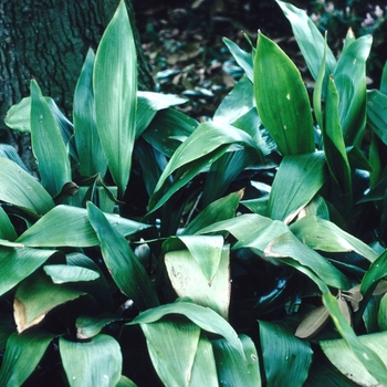 Rohdea japonica '' (004349)