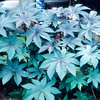 Ricinus communis 'Impala' 