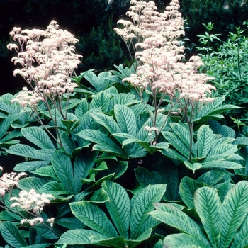 Rodgersia henrici