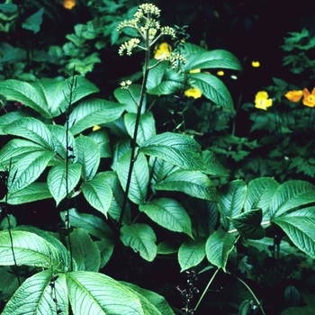 Rodgersia nepalensis