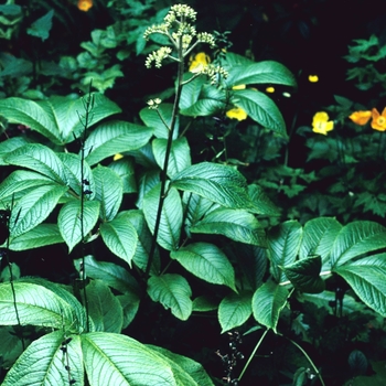 Rodgersia nepalensis 