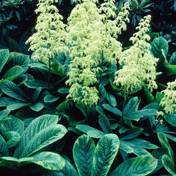 Rodgersia pinnata 'Alba'