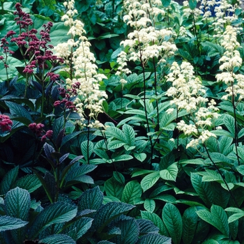 Rodgersia pinnata 'Superba' 