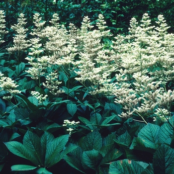 Rodgersia podophylla