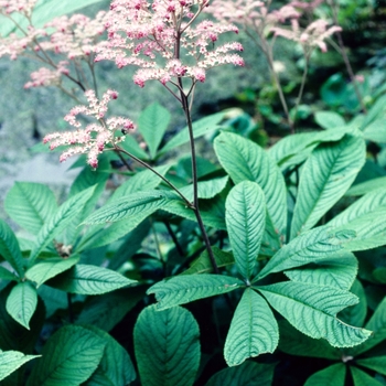 Rodgersia sambucifolia