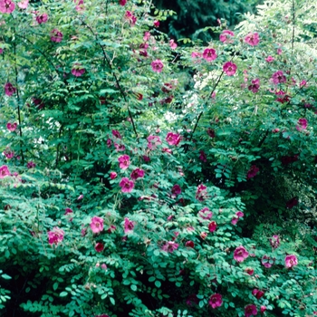 Rosa moyesii 