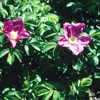 Rosa rugosa 