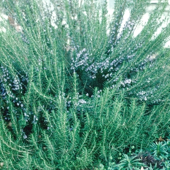 Rosmarinus officinalis 'Athens Blue Spires' 