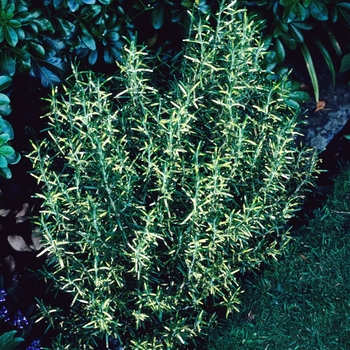 Rosmarinus officinalis 'Guilded' 