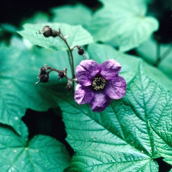 Rubus odoratus 