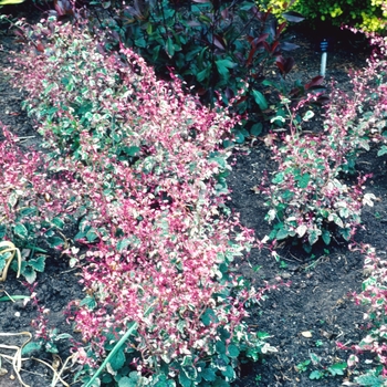 Rubus microphyllus 'Variegatus'