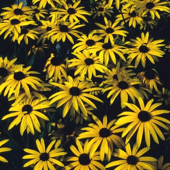 Rudbeckia fulgida var. deamii 