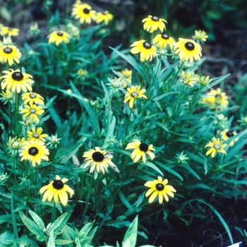 Rudbeckia fulgida var. speciosa 'Viette's Little Suzy' 