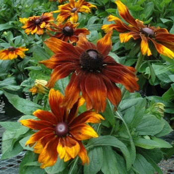 Rudbeckia hirta 'Autumn Colors' 