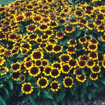 Rudbeckia hirta 'Cordoba'