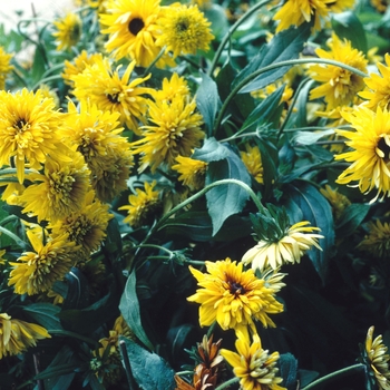 Rudbeckia hirta 'Gloriosa Double Gold' 