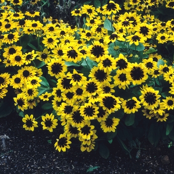 Rudbeckia hirta 'Spotlight' 