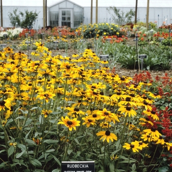 Rudbeckia hirta 'Sutton's Dwarf Gem'