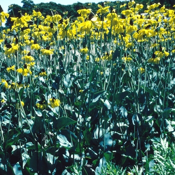 Rudbeckia maxima 