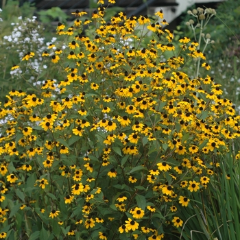 Rudbeckia triloba 