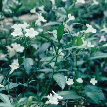 Ruellia brittoniana 'Alba' 