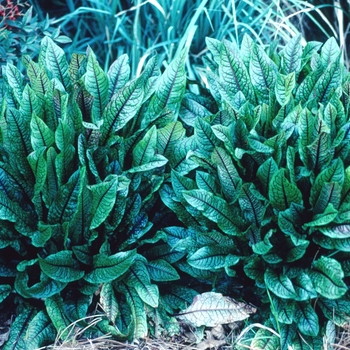 Rumex sanguineum 'Sanguineum' 