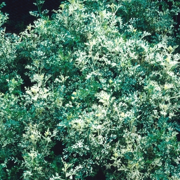 Ruta graveolens 'Variegata'