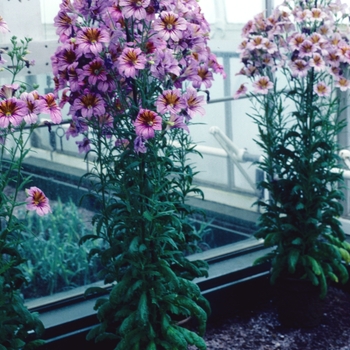 Salpiglossis sinuata 