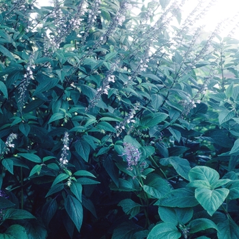 Salvia 'Anthony Parker'