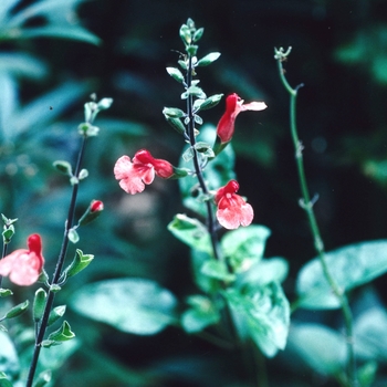 Salvia blepharophylla