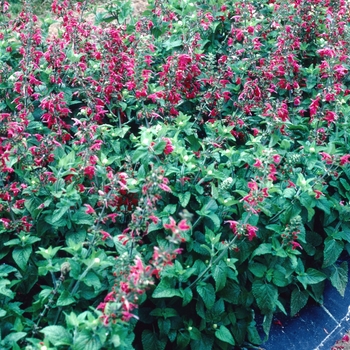 Salvia coccinea 'Lady in Red' 