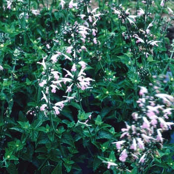 Salvia coccinea 'Salmon'