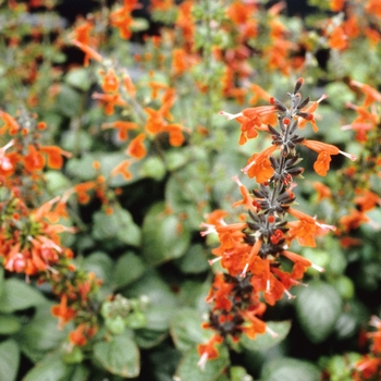 Salvia coccinea 'Scarlet'