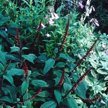 Salvia confertifolia 'La Mertola'