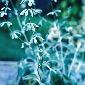 Salvia discolor 