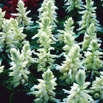 Salvia splendens 'Cleopatra White'