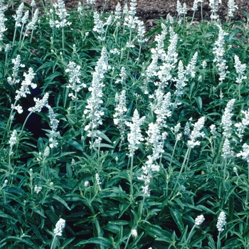 Salvia farinacea 'Argent' 
