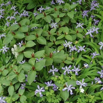 Trillium sessile 