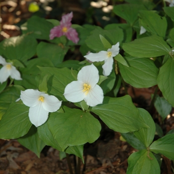 Trillium grandiflorum